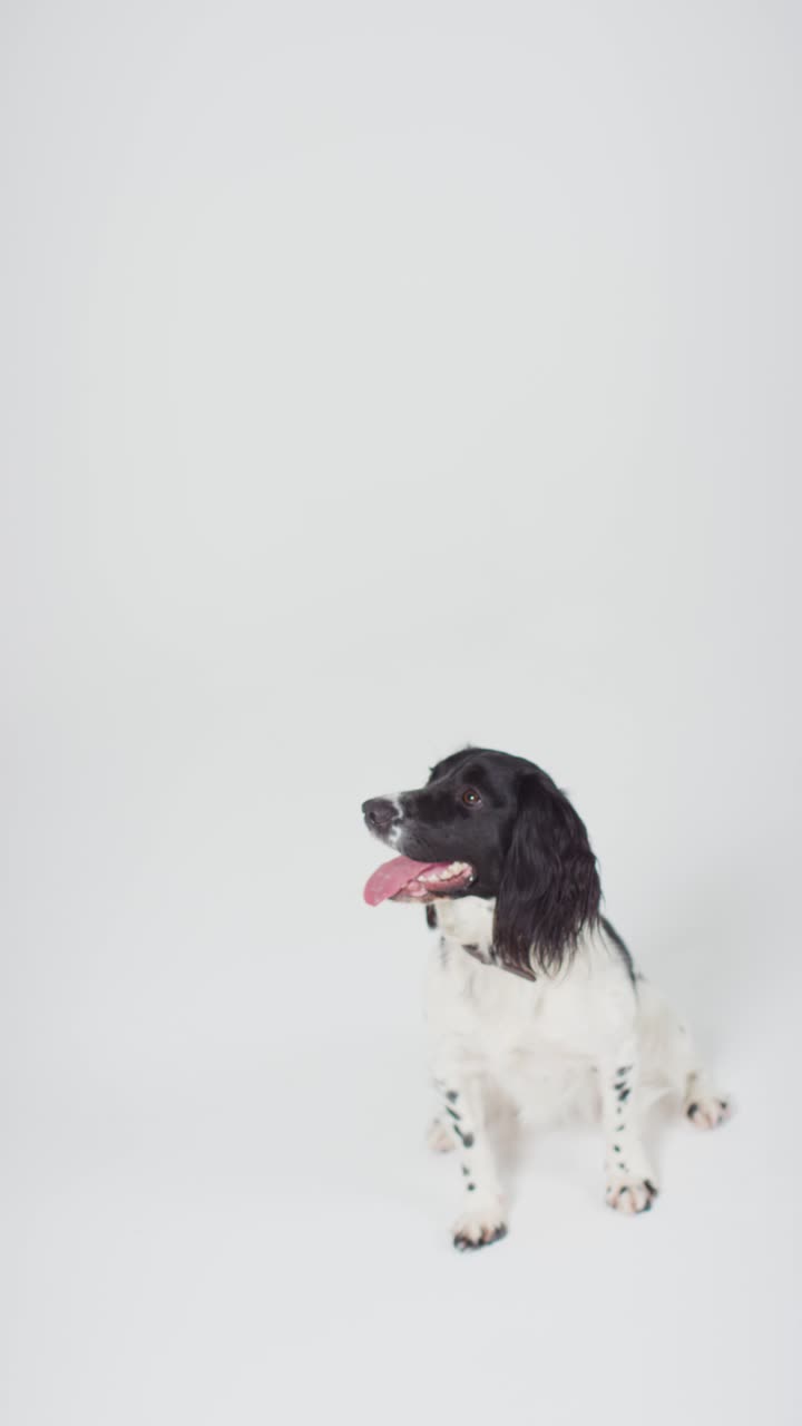 tomada vertical de un perro sentado