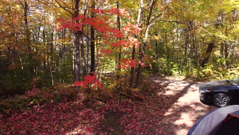 rising aerial from camera on tripod by tent to colorful autumn forest