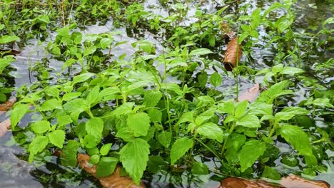 Cerca-De-La-Hierba-Verde-En-Los-Charcos-Durante-La-Lluvia-Tropical