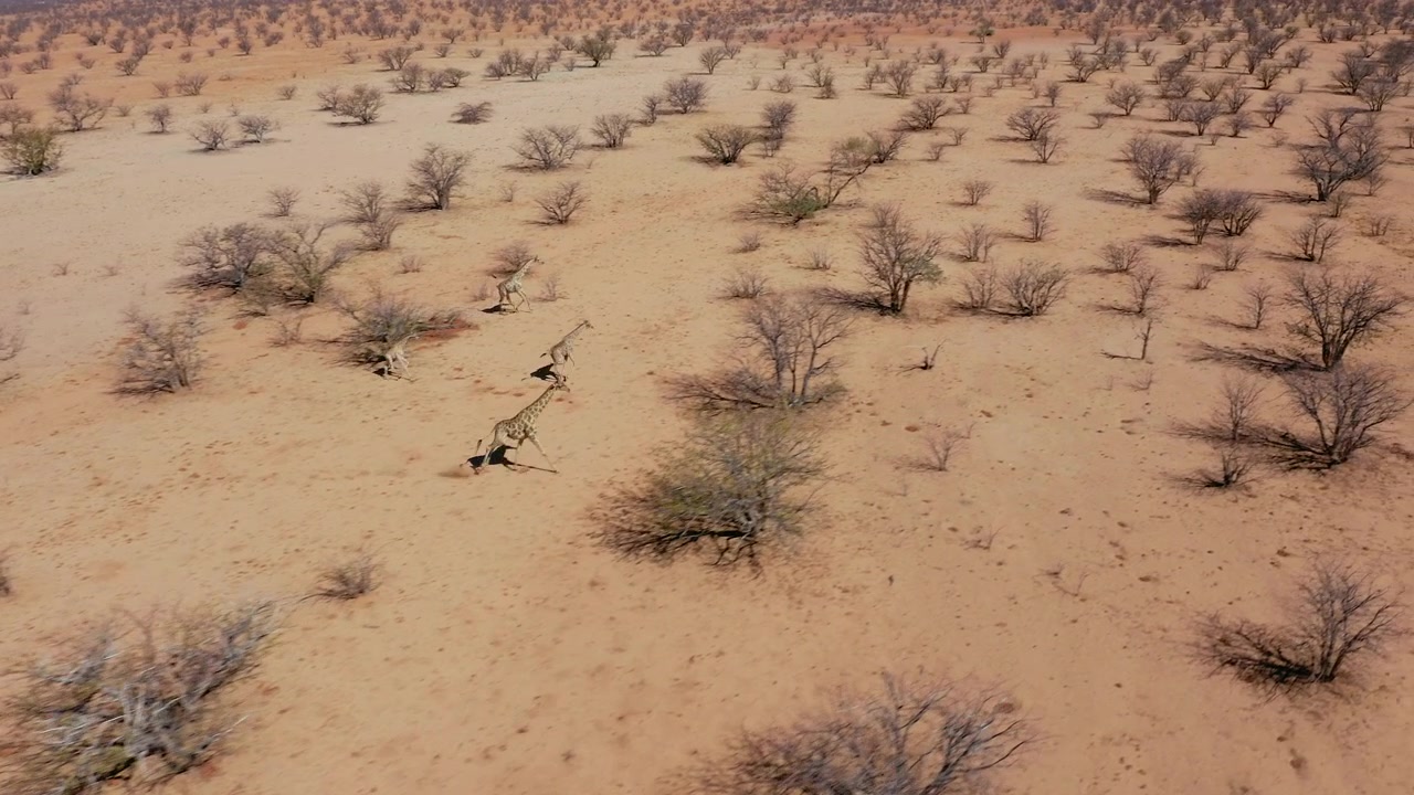 Sivulta otettu dronekuva seuraa kirahveja juoksemassa kuivan punaisen maiseman poikki Etoshassa, Namibiassa. Harvoja lehdettömiä puita, kirkas aurinkoinen päivä.