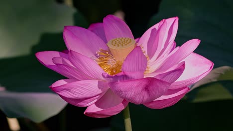 Wunderschöne-Rosa-Lotusblumen-In-Tokio-Ueno