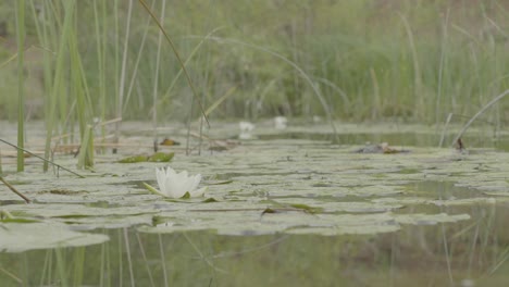 white water lily in a pond