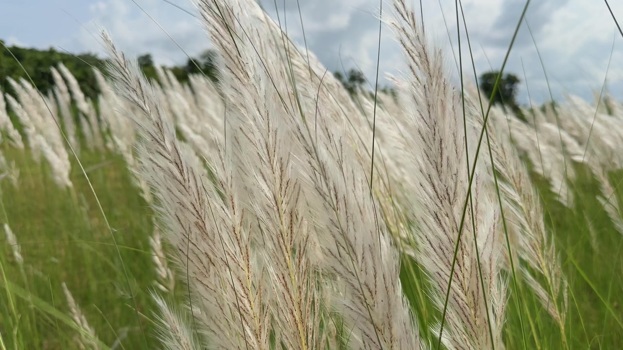 Static shot of tall white kans grass plumes gently swaying under clear sky with breeze.