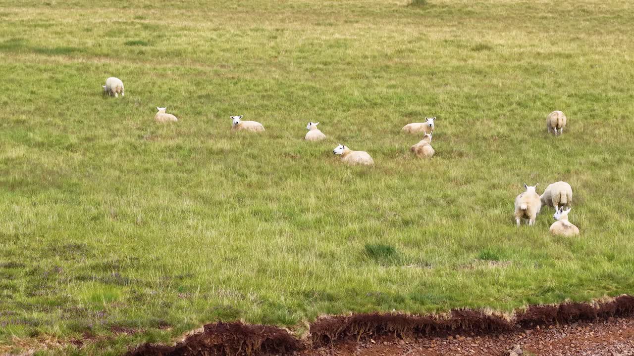 Flock of sheep calmly grazing on green grassland under soft daylight, wide static landscape view
