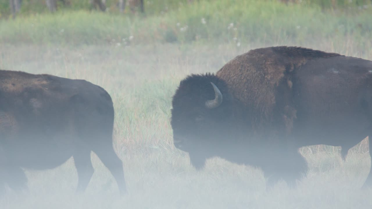 Bison on foggy prairie sniffs bison butt and then looks at camera