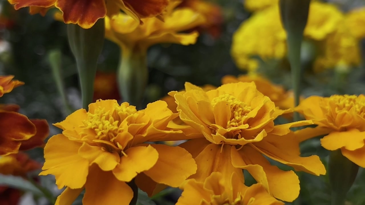 Primo piano di un vivace fiore di calendula arancione in piena fioritura con sfondo verde tenue