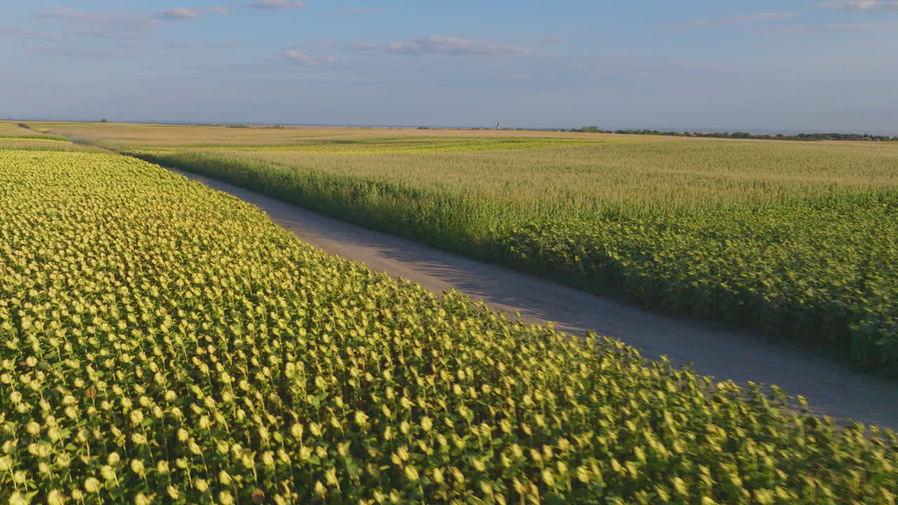 Vista aerea di un campo di girasoli con strada di campagna e altre colture.