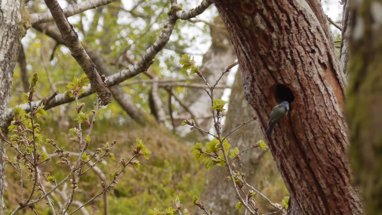 Songbird (bluetit) guards nest in tree while looking inside nest and around for danger -wide