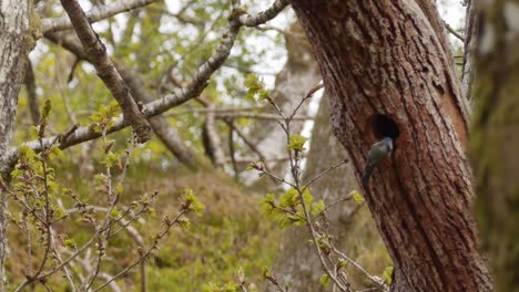 songbird (bluetit) guards nest in tree while looking inside nest and around for danger -wide