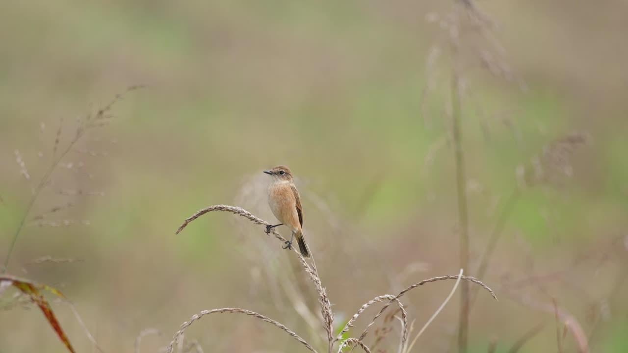 Camera zooms out while on a grass as the wind blows hard, Amur Stonechat or Stejneger's Stonechat Saxicola stejnegeri, Thailand