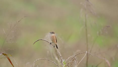 camera zooms out while on a grass as the wind blows hard, amur stonechat or stejneger's stonechat saxicola stejnegeri, thailand