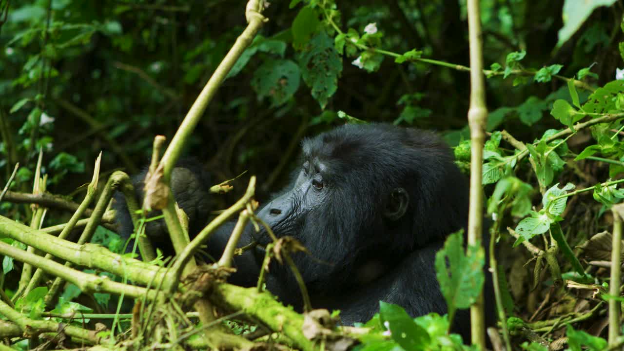 Gorilla solitario nella foresta pluviale selvaggia dell'Africa, mentre mangia calmo e spensierato.