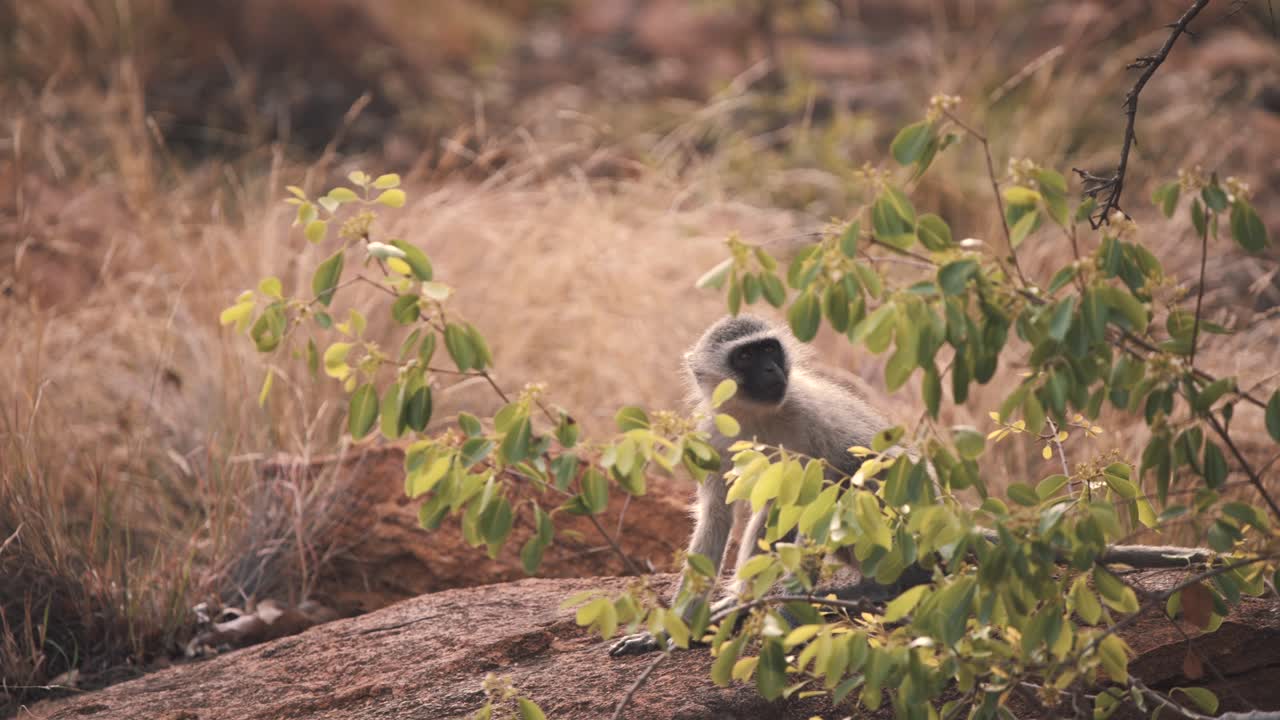mono vervet sentado en una roca detrás de ramitas frondosas, mirando alrededor