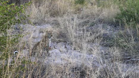 an african leopard sits very still in the tall dry grass in botswana