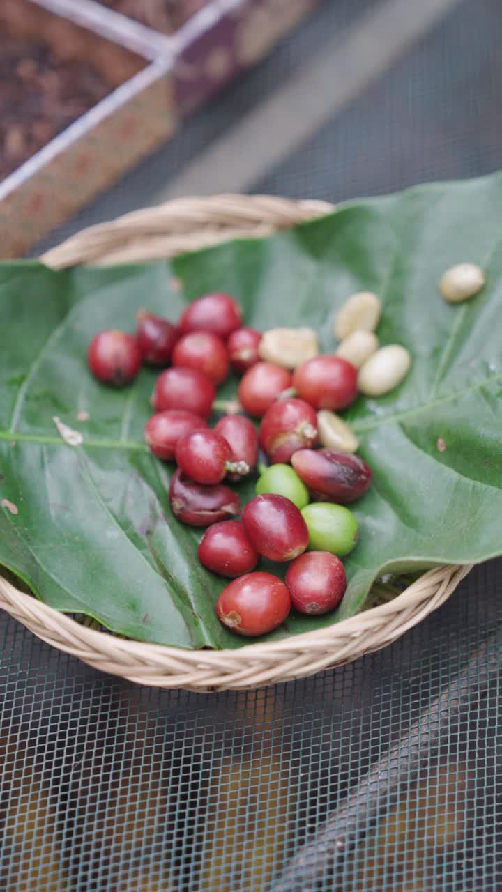 Freshly picked coffee beans on green leaf, close up view