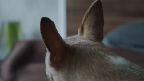 un chihuahua cansado está acostado en la cama