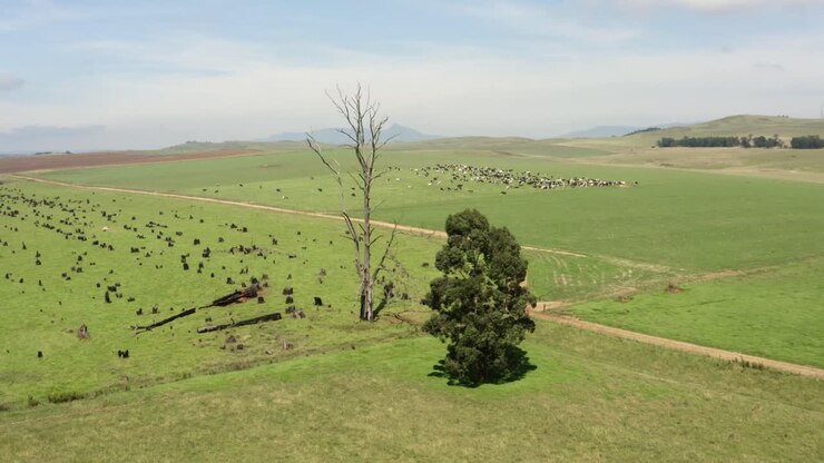 South Africa Farmland