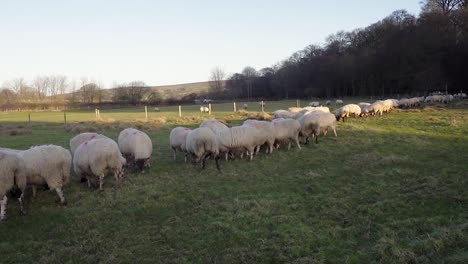 in lamb ewes eating a few sheep nuts to maintain condition in winter