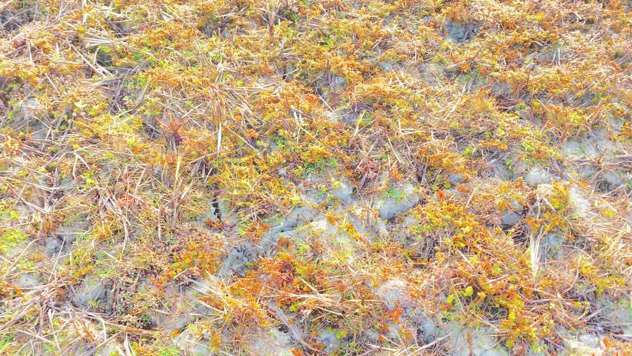 건조 한 땅 에서 자라는 야생 꽃 들