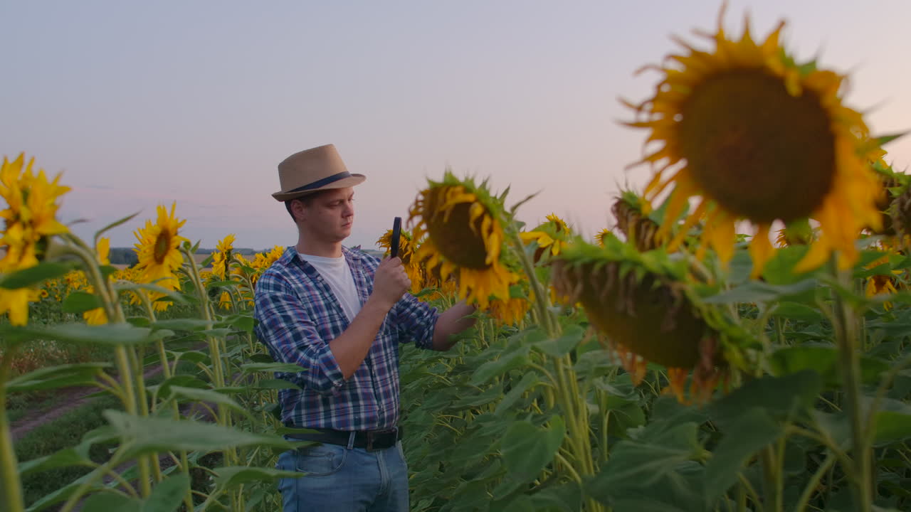 un hombre examina un girasol en un gran campo a través de una lupa. esta es una gran noche de verano en la naturaleza.
