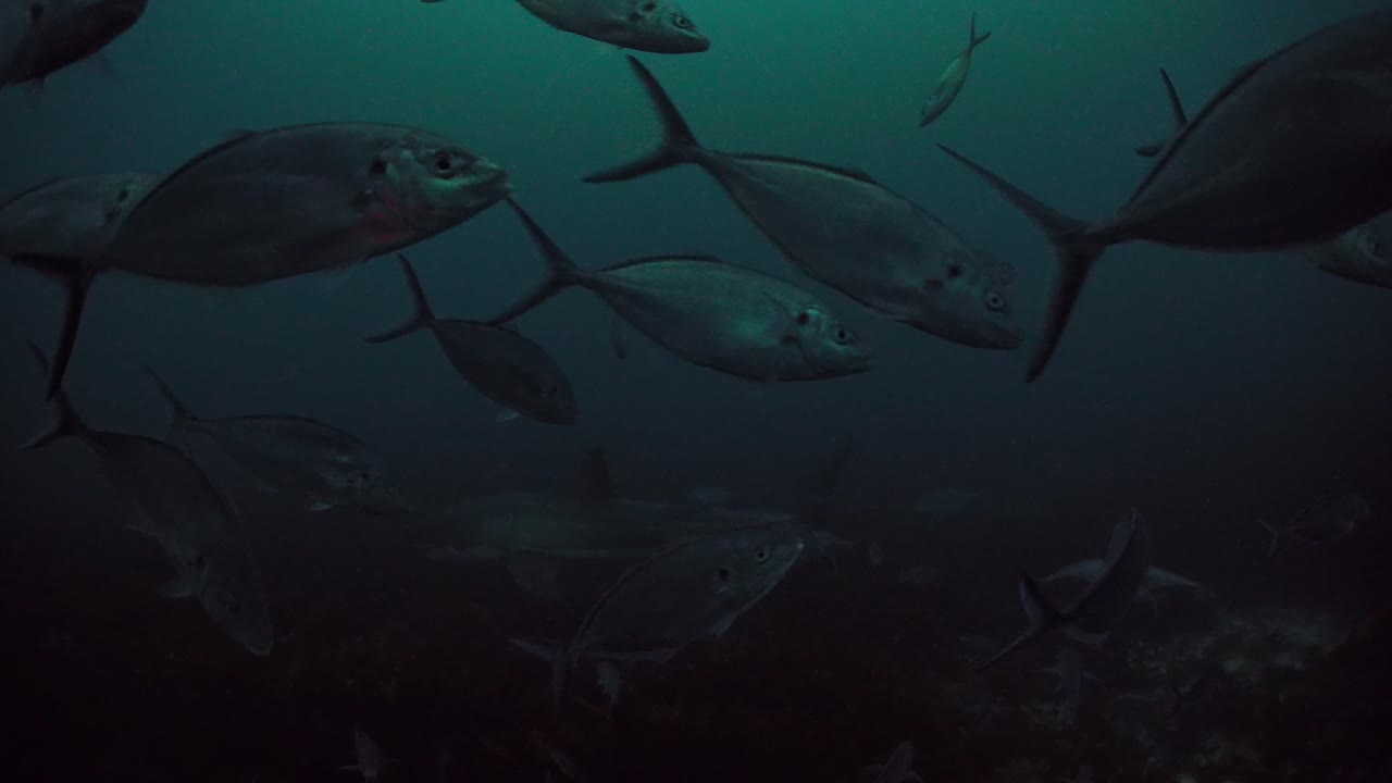 Great White Shark Carcharodon carcharias Neptune Islands South Australia 4k slow motion 50fps