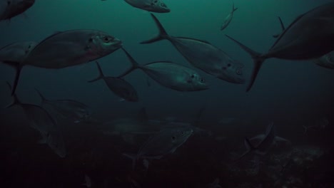 Gran-Tiburón-Blanco-Carcharodon-Carcharias-Islas-Neptuno-Sur-De-Australia-4k-Cámara-Lenta-50fps