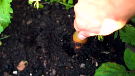 Hand-pulling-a-fresh-carrot-from-the-soil