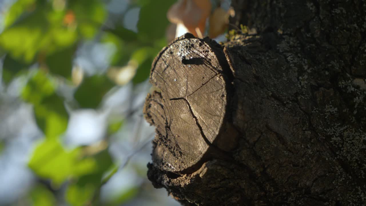 해가 지는 동안 느리게 움직이는 잎을 배경으로 한 줄기에서 절단 된 가지의 나머지 부분에 가까이 가십시오