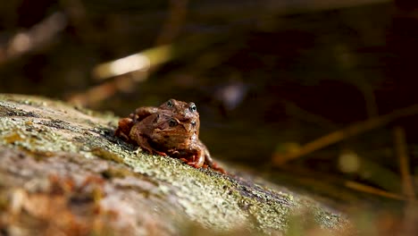 breeding frog couple sitting on the stone in warm spring sunlight near water