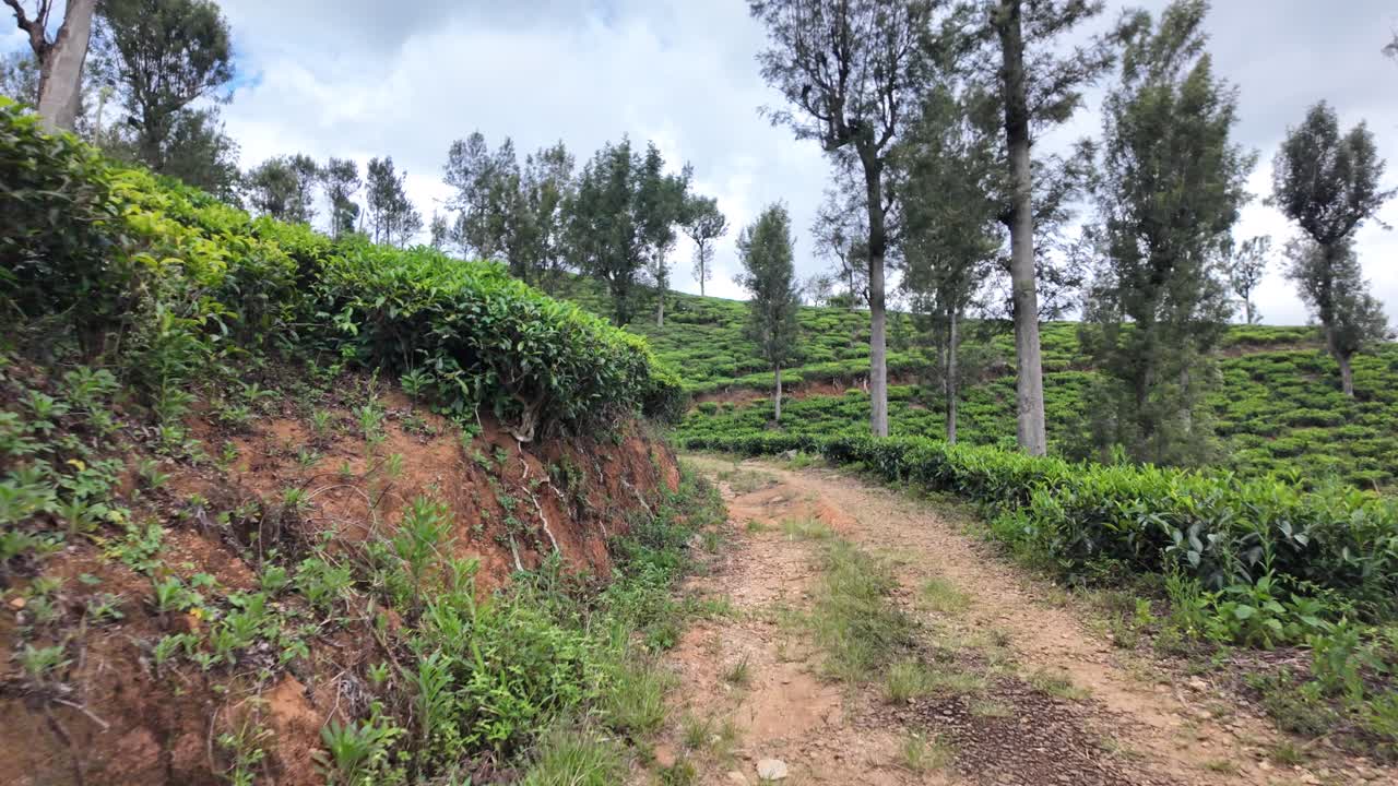 POV of empty rural path beside lush tea plantation fields in Bandarawela, Sri Lanka, surrounded by verdant landscapes and tall trees, offering a serene and tranquil atmosphere.
