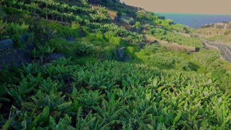 panorámica aérea sobre una pequeña plantación de banano orgánico en madeira portugal