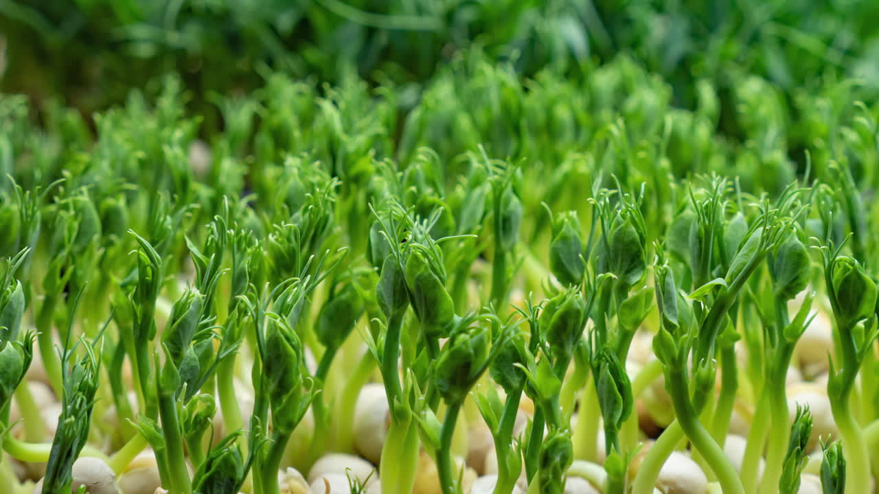 마이크로 그린 완두콩 식물 콩나물 성장 시간 경과