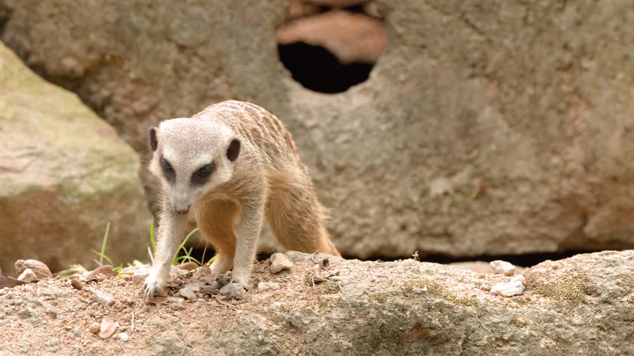 Um suricate cava ativamente e procura por comida em terreno rochoso sob a luz brilhante do dia.