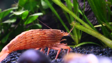 close up shot of scampi lobster underwater in aquarium looking for food