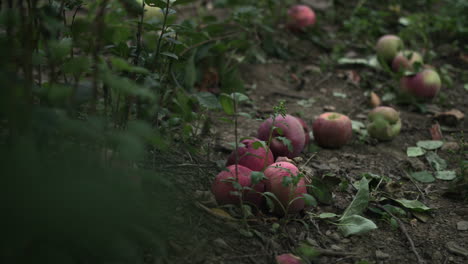 Tiro-Manual-De-Manzana-Fresca-Y-Madura-En-El-Suelo-En-La-Granja-De-Frutas-En-El-Día