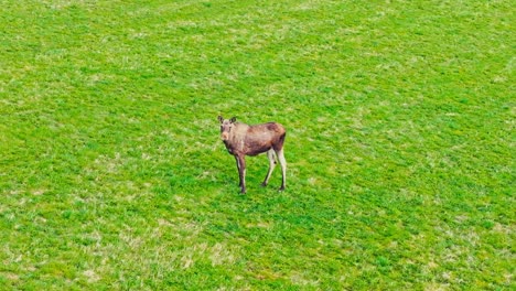 a cow moose grazing in the meadow in norway - wide shot