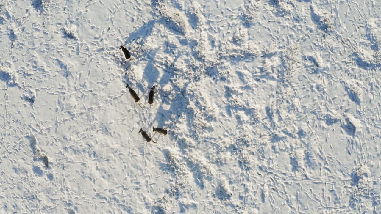 화창한 날 겨울 들판에서 풀을 뜯는 흰꼬리 사슴 한 무리