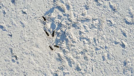 a bunch of whitetail deer grazing in winter field during sunny day