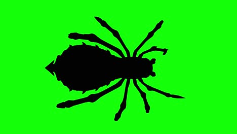 silhouette of a fantasy creature monster spider walking on green screen, top view