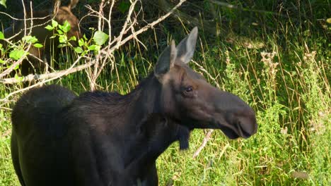 mom moose on alert looking around for safety for her calf moose on the side of the road in island park, idaho, usa