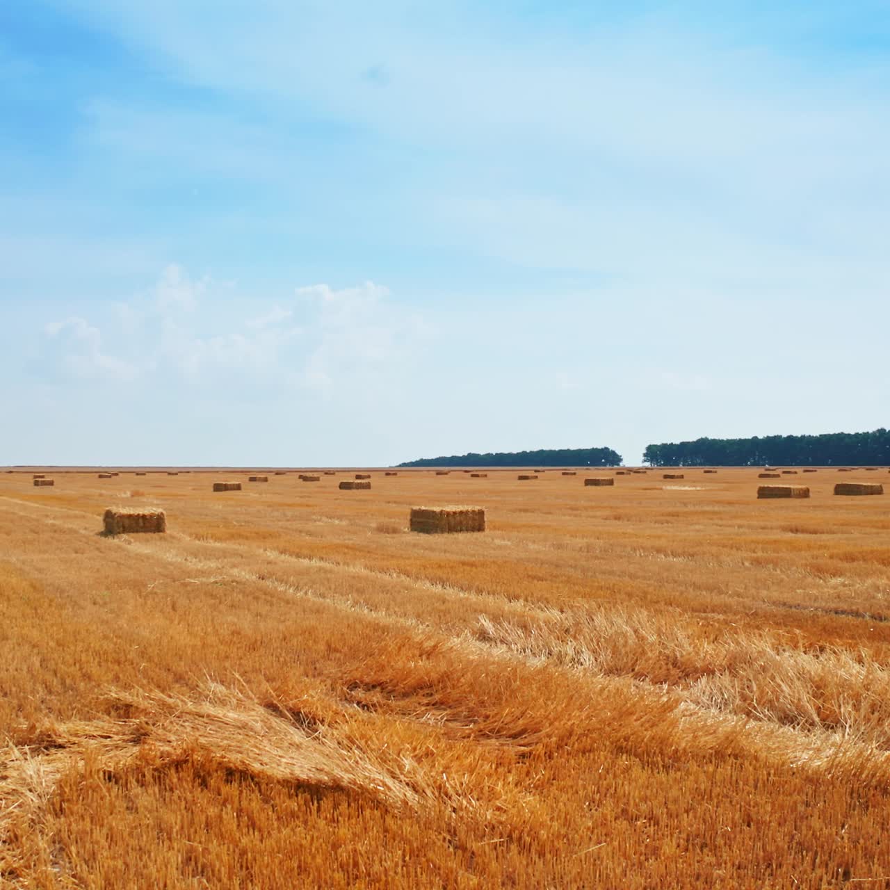 Bales of hay left on the vast field after harvesting wheat. Drone footage along the field at blue sky background