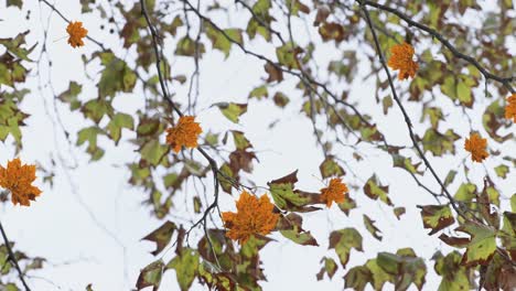 animación de hojas de otoño flotando contra la vista de los árboles y el cielo