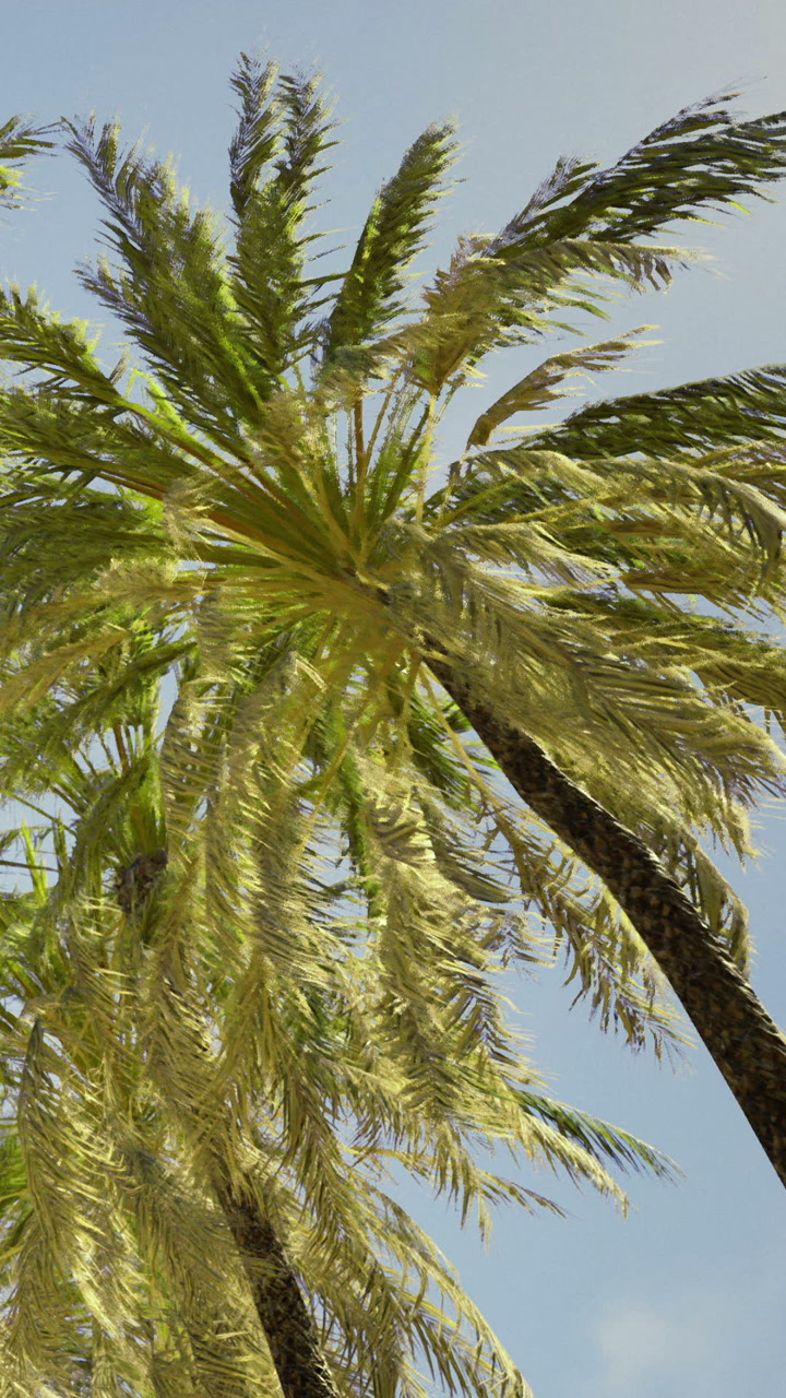Tall palm trees sway in the breeze under a sunny sky in a tropical location