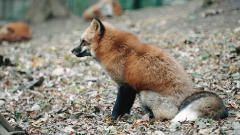 cross fox resting at the miyagi zao fox village in miyagi, japan