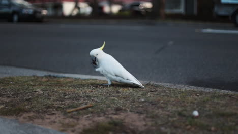 White-cockatoo-sydney-road-Australia-NSW-parrot