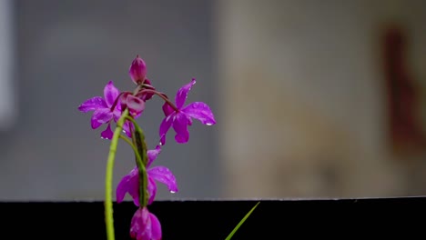 Flor-Morada-Húmeda-En-El-Jardín-De-La-Casa-Durante-El-Tiempo-Lluvioso,-Spathoglottis-Plicata---Enfoque-Seleccionado-Con-Fondo-Borroso