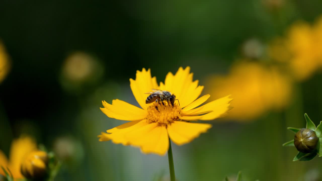 Bee close-up collects pollen on a bright yellow flower of coreopsis. Lance-leaved tickseed flowers