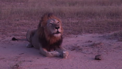 a male lion roaring in the late afternoon under a pink sunset