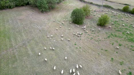 Aerial-descending-shot-on-flock-of-sheep-grazing-in-field-in-lugo-,spain,