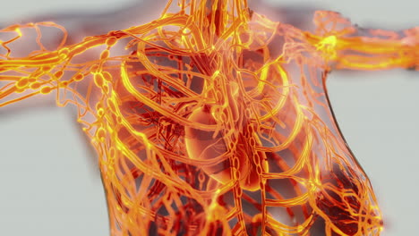 exploring the complex anatomy of veins and arteries